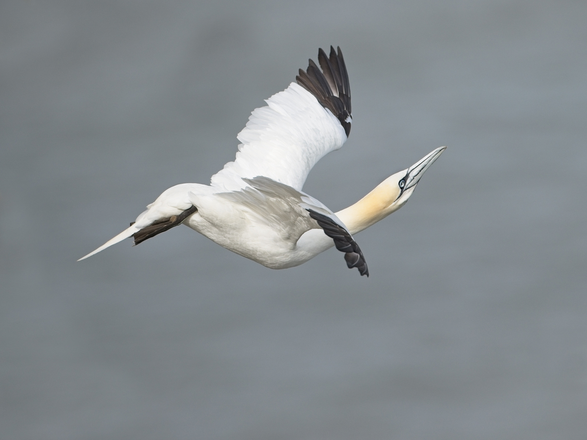 Gannet - John Hughes - Highly Commended